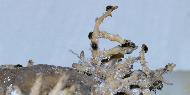 'Dumansız yangın'a karşı biyolojik önlem alınıyor