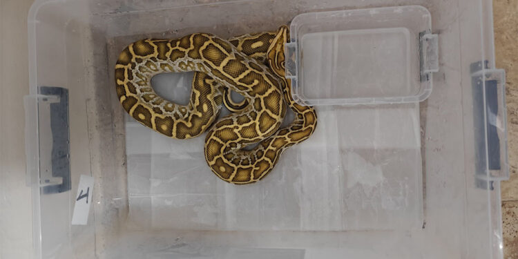 Kaçak egzotik hayvan ticareti; 4 yılan ve 1 tarantulaya el konuldu