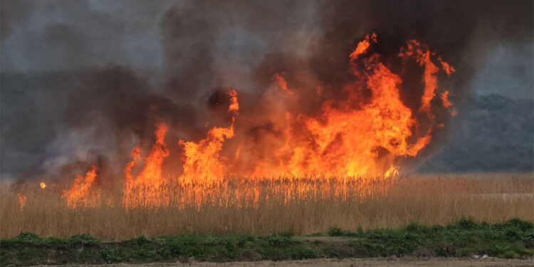 Gala Gölü Milli Parkı'ndaki sazlık yangını söndürüldü