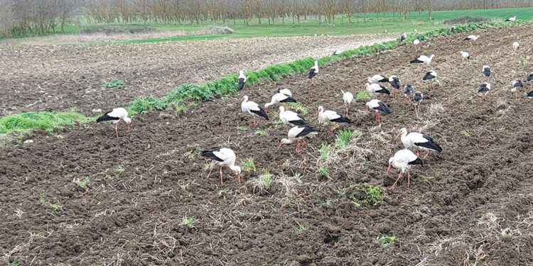 Avrupa'ya göç eden leylekler İstanbul'da mola verdi