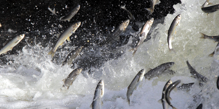 İnci kefali göçünün olduğu Deliçay'daki su seviyesi yükseldi