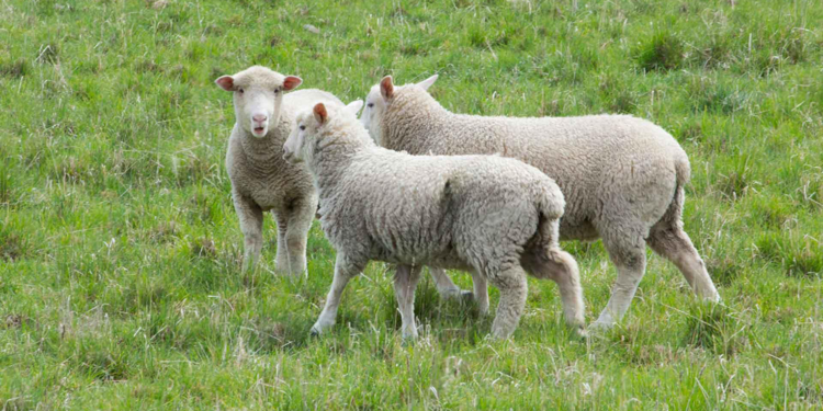 İngiltere'de ilk kez koyunda kuş gribi tespit edildi