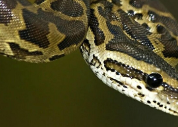 İnternette yasa dışı piton satışı