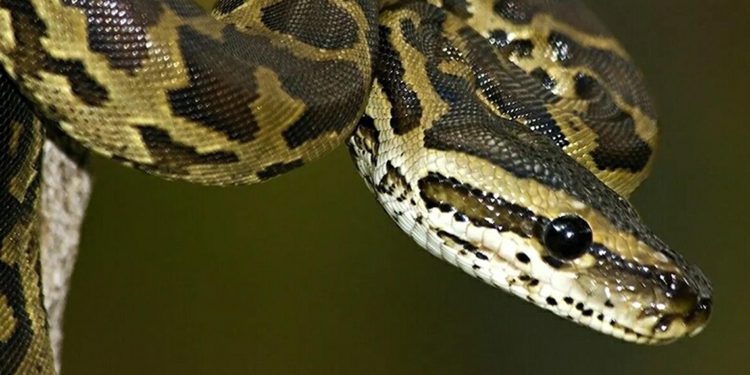 İnternette yasa dışı piton satışı