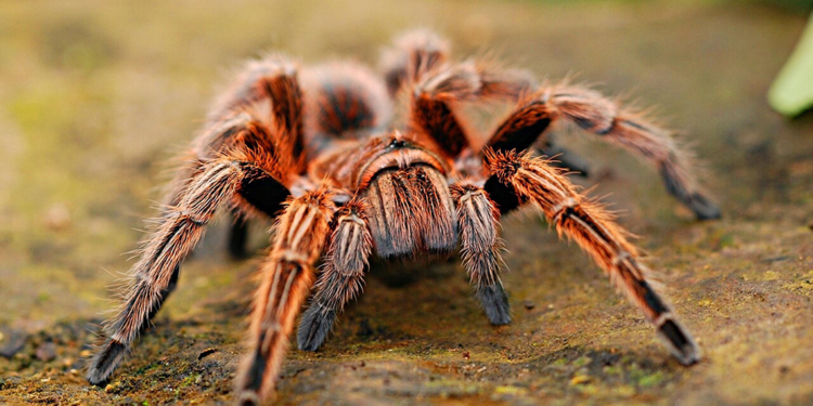 İnternette yasa dışı tarantula satışı