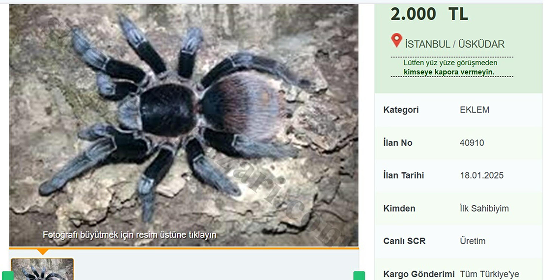 İnternette yasa dışı tarantula satışı