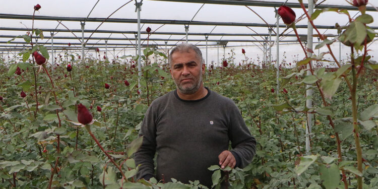 Kırmızı gülleri soğuk vurdu