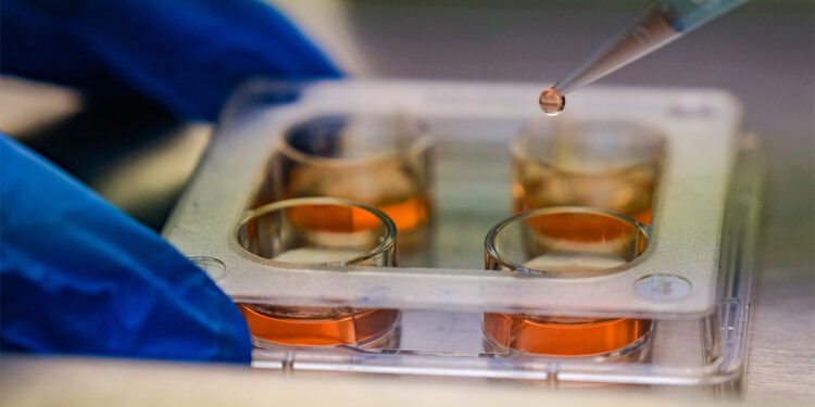 Cinsiyeti belirlenen embriyo üretimiyle hayvancılıkta verim artışı sağlanacak