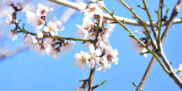 Konya Ovası'nda çiftçinin gözü yağmur yağışında