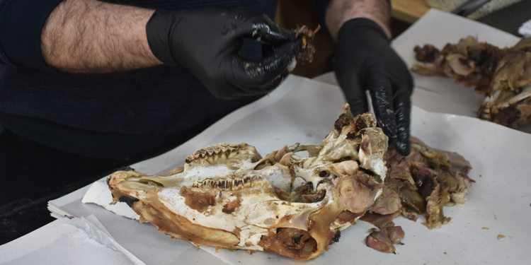 'Kelle' tutkusu iftar sofrasında