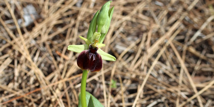 Kemer orkidesi, açmaya başladı.; koparmanın cezası 557 bin 212 TL