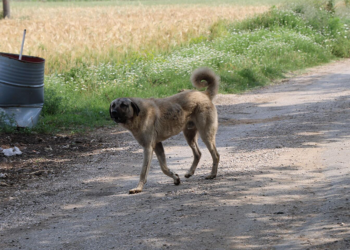 'Konya'da sokak köpekleri ezilsin diye uğraşılıyor' iddiası