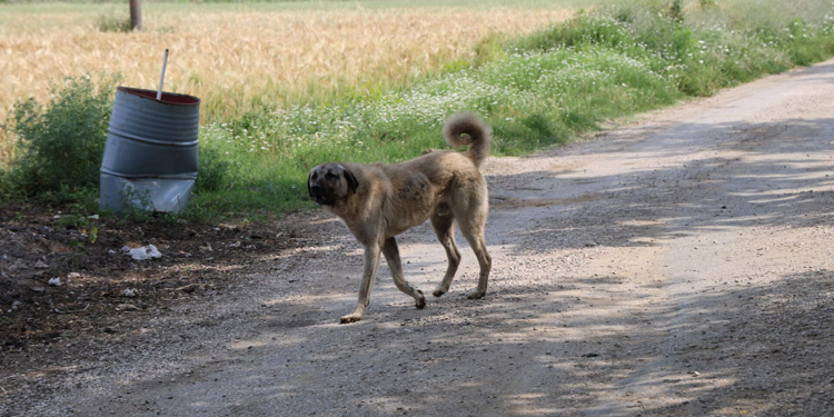'Konya'da sokak köpekleri ezilsin diye uğraşılıyor' iddiası