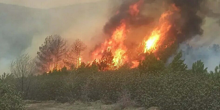 Kütahya'da ormanda yangın