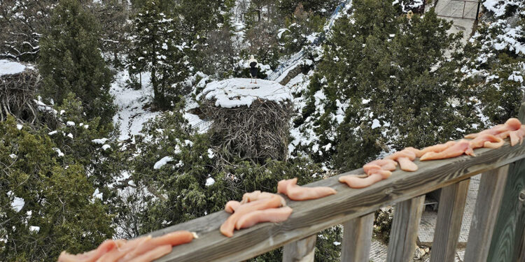 Yeşildağ Leylekler Vadisi'nin konuklarına yiyecek bırakıldı