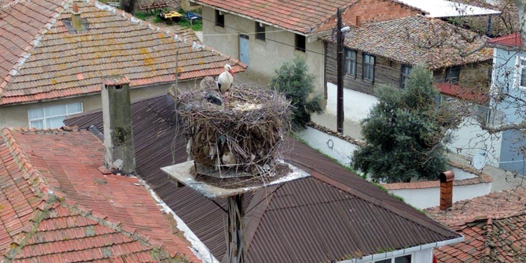 Leylekler Leyla ile Mecnun, Tekirdağ'daki yuvalarına geldi