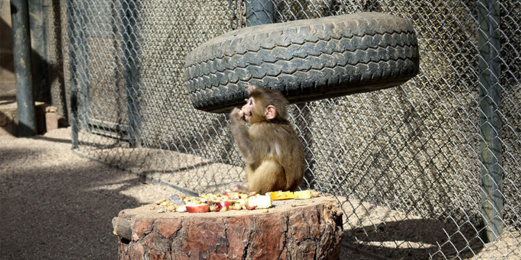 Maymun 'Fıstık', yeni ailesine kabul edildi