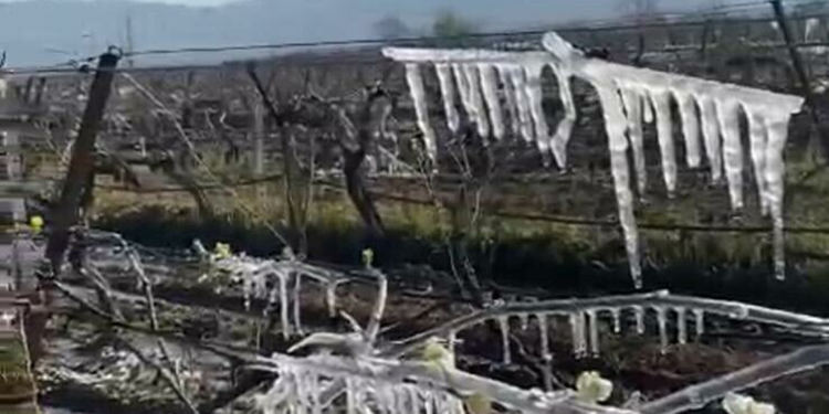 Manisa'da üzüm bağlarını don vurdu