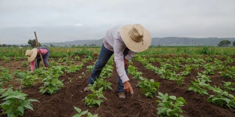 Mevsimlik tarım işçilerinin ortalama günlük ücretleri yüzde 84,2 arttı