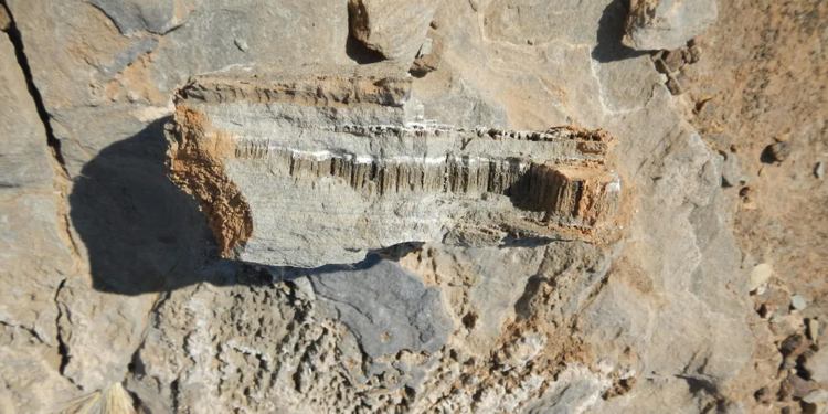 Namibya Çölü kayalıklarında bilinmeyen yaşam formu bulundu