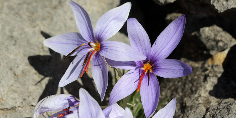 Olimpos safranı biyokaçakçıların hedefi oldu