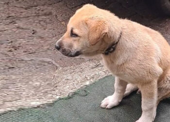 Kimliği belirsiz bir kişi, yavru köpeklere çarpıp kaçtı