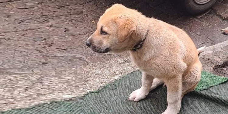 Kimliği belirsiz bir kişi, yavru köpeklere çarpıp kaçtı
