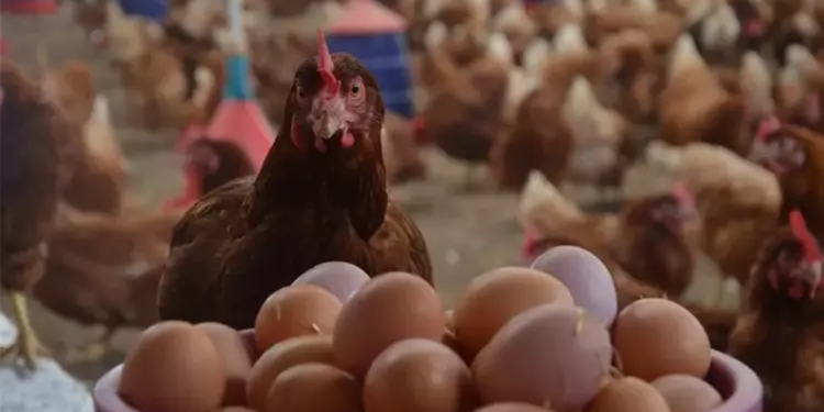 Ocak ayında tavuk eti ve yumurta üretimi azaldı