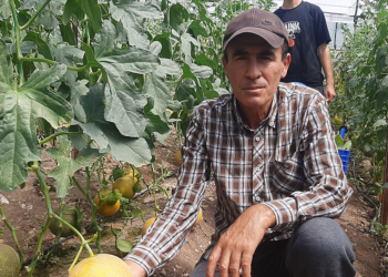 'Olmaz' diyenlere aldırmadı, kışın serada kavun yetiştirdi