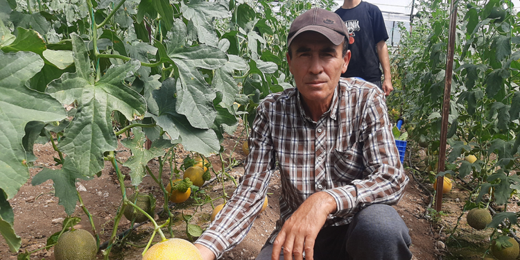 'Olmaz' diyenlere aldırmadı, kışın serada kavun yetiştirdi