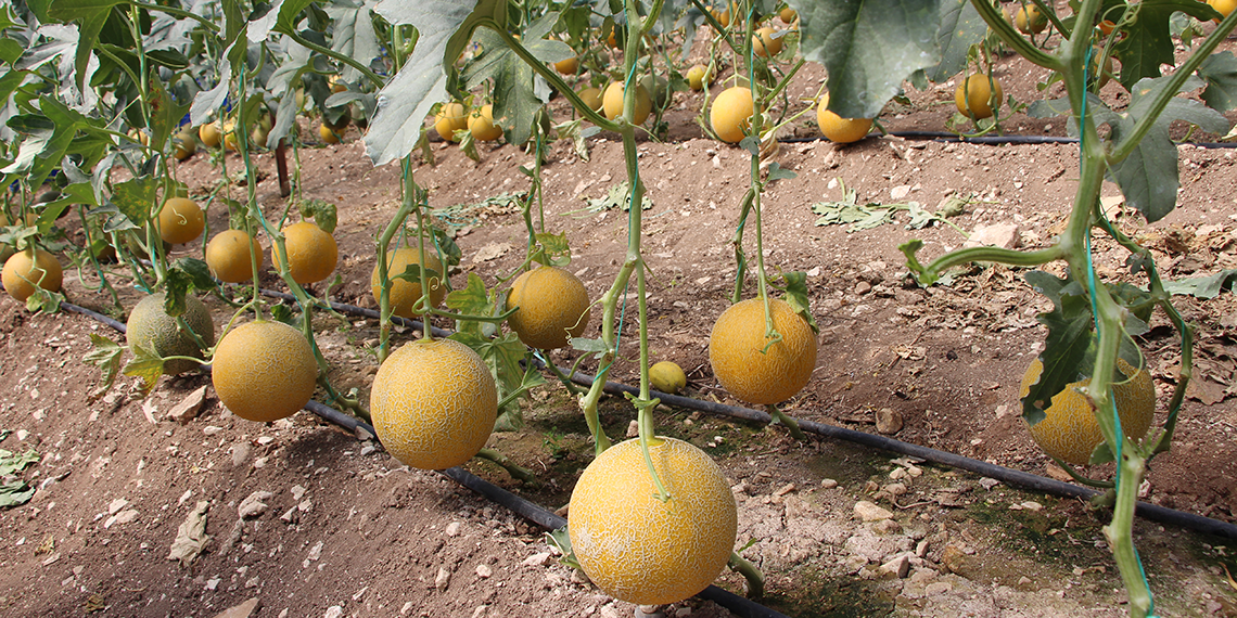 'Olmaz' diyenlere aldırmadı, kışın serada kavun yetiştirdi