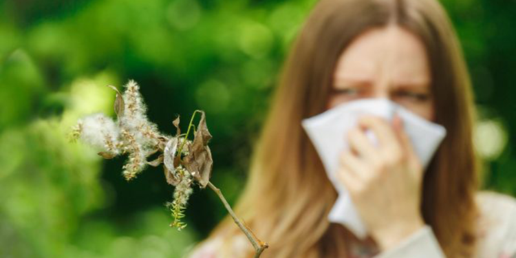 Polenler solunum yolu hastalıklarını tetikliyor