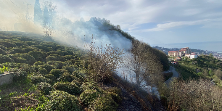 Rize'de anız yangını ormana sıçradı