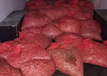 Samsun'da 3 ton beyaz kum midyesi ele geçirildi