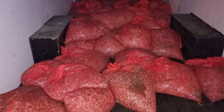 Samsun'da 3 ton beyaz kum midyesi ele geçirildi