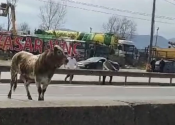 Sahibinin elinden kaçan boğa, trafiği birbirine kattı