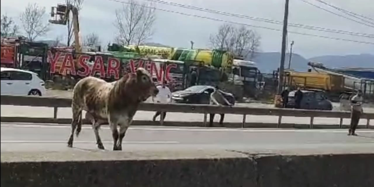 Sahibinin elinden kaçan boğa, trafiği birbirine kattı