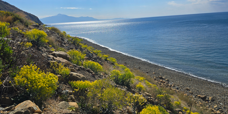 Sahil parkurunda nadir görülen 50 tür endemik bitki yetişiyor