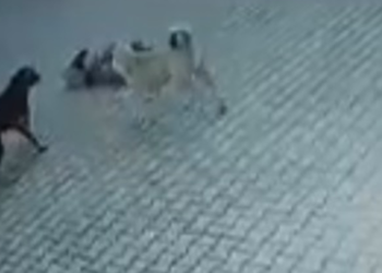 Sahipsiz köpeklerin saldırdığı Berrak, yaralandı