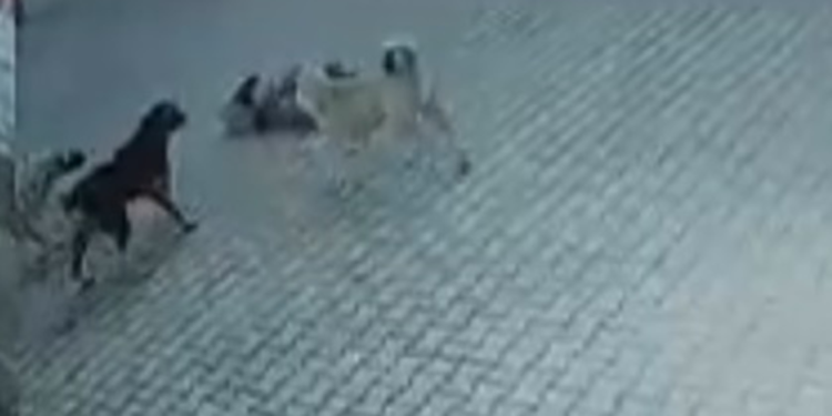 Sahipsiz köpeklerin saldırdığı Berrak, yaralandı