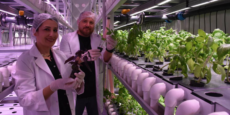 Şehir hayatının yorulan çift, topraksız tarım üreticisi oldu