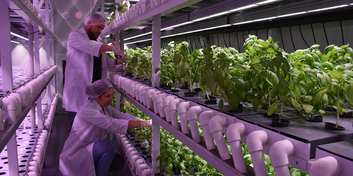 Şehir hayatının yorulan çift, topraksız tarım üreticisi oldu