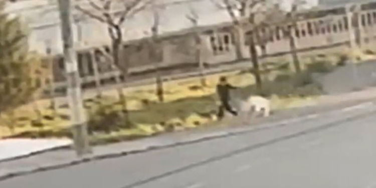 Sokak köpeğinin saldırısına uğrayan çocuk yaralandı