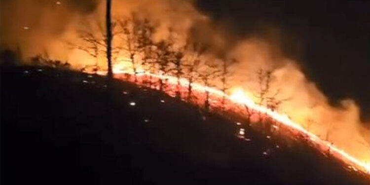 Trabzon'un Araklı ilçesinde örtü yangını