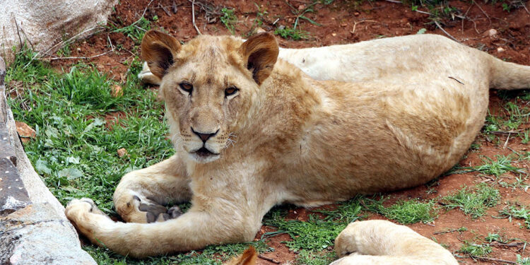 Türkiye'nin en büyük hayvanat bahçesinde bayram hazırlıkları