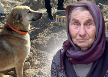 Yangında ölen Ülker teyzenin köpekleri sahiplendirildi