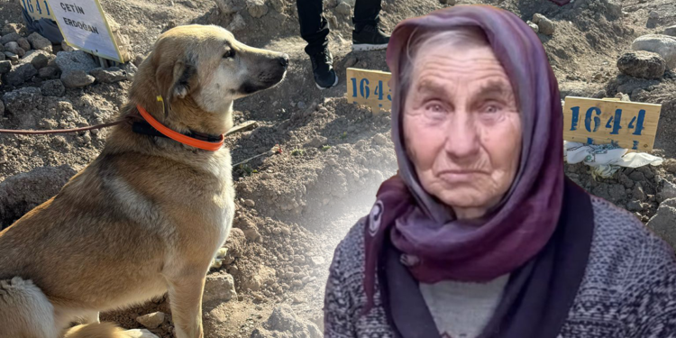 Yangında ölen Ülker teyzenin köpekleri sahiplendirildi