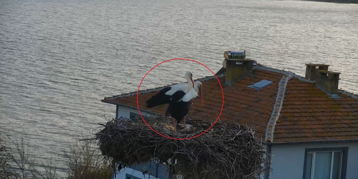 Yaren Leylek ile Adem Amca, 14'üncü kez buluştu