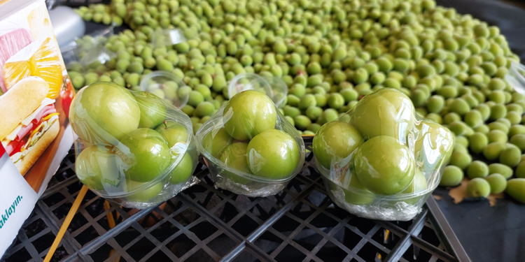 Yılın ilk erik hasadı yapıldı; Fiyatı 2 bin 250 TL!