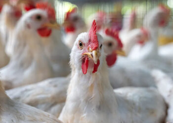 ABD'de 2017'den itibaren ilk H7N9 kuş gribi salgını görüldü